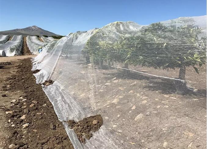 bee net2 דבורה נטו2