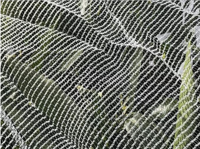 bee net1 דבורה נטו1