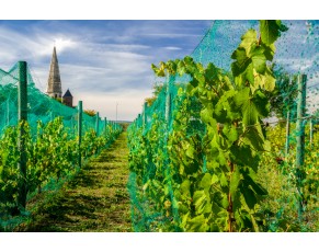 green_bird_netting_40gr ירוק_ציפור_רשת_40 גר'