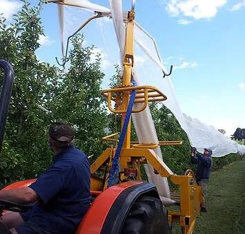 bee net7 דבורה נטו7