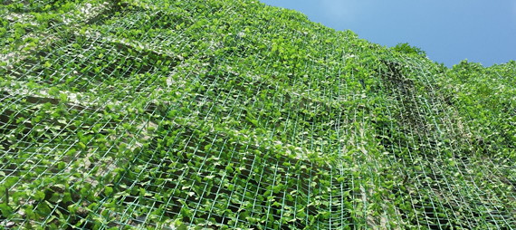 plant support net רשת תמיכה לצמח