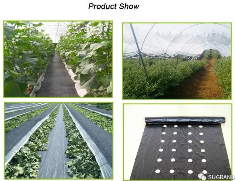 ground cover 4 חיפוי קרקע 4