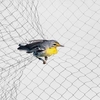 רשתות ערפל ציפורים לתפיסת ציפורים