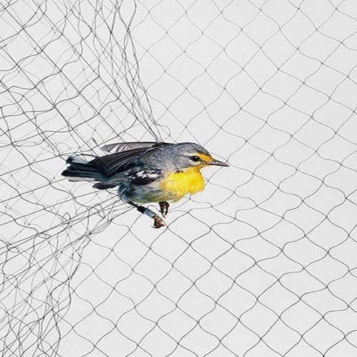 רשתות ערפל ציפורים לתפיסת ציפורים