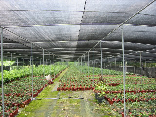 בגלל כיסוי שגוי, ההשפעה של Shade Net היא גרועה