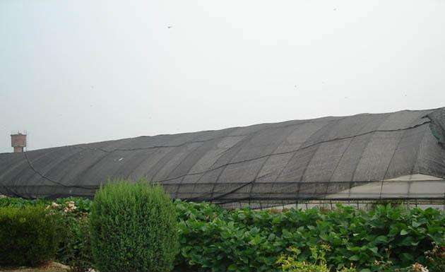 איזה צבע טוב לרשתות צל?