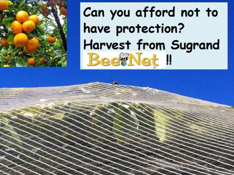 bee net.jpg