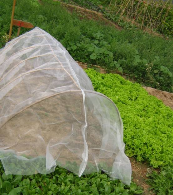 כמה אתה יודע על השימוש ברשת חרקים?