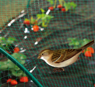 רשת ציפורים