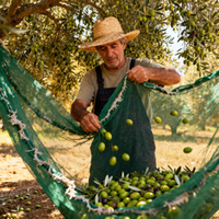 מליסה דיינס