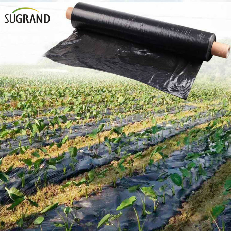 Biotelo Biodated Mulch סרט Agriplast Mulching