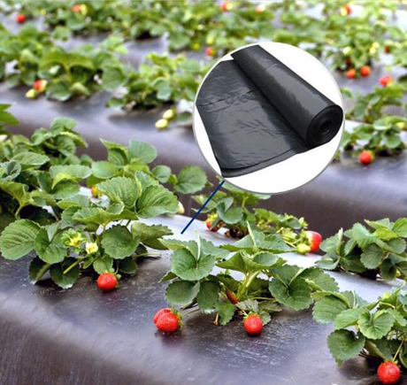 black mulch film.jpg