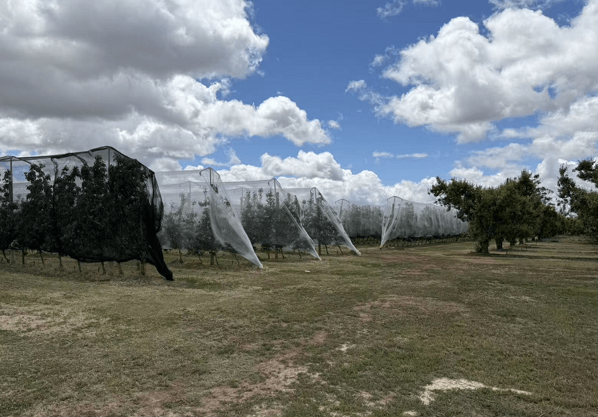 ברד רשת כרמים